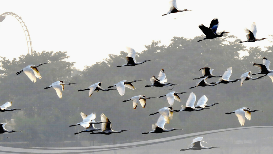 bird-sanctuaries-in-uttar-pradesh