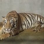 जमशेदपुर चिड़ियाघर में गूंजी किलकारी