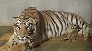 जमशेदपुर चिड़ियाघर में गूंजी किलकारी