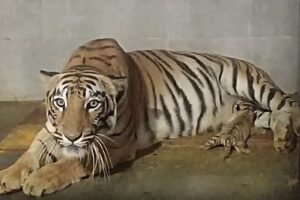 जमशेदपुर चिड़ियाघर में गूंजी किलकारी